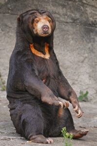 日清紡のクマは本物 ぬいぐるみ Cmに出演する熊がいる動物園はどこか調査